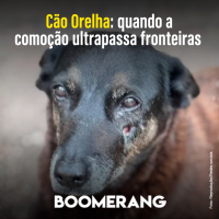 T16E14 - Cão Orelha: quando a comoção ultrapassa fronteiras 