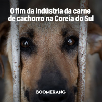 T11E8: O fim da indústria da carne de cachorro na Coreia do Sul